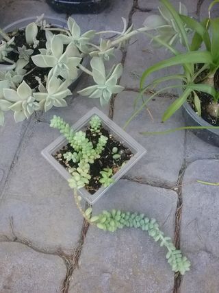 Lote plantas crasas variadas 9 variedades