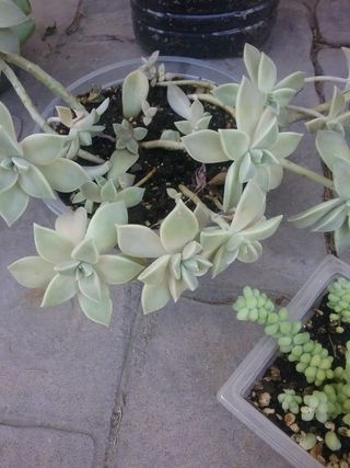 Lote plantas crasas variadas 9 variedades