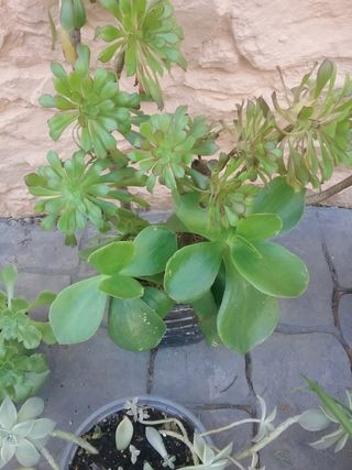 Lote plantas crasas variadas 9 variedades