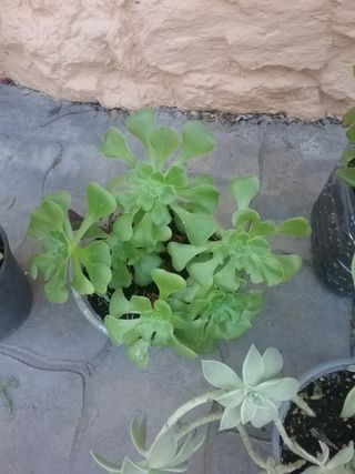 Lote plantas crasas variadas 9 variedades