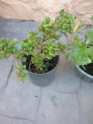 Lote plantas crasas variadas 9 variedades