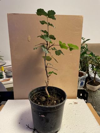 Prebonsai Quercus 5 años
