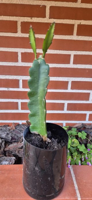 Planta Pitahaya