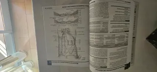 Netter Cuaderno de anatomía para colorear (2ª ed.)