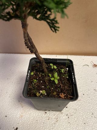 Planta bonsai Hinoki
