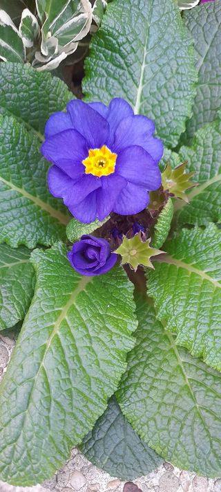 Se cede uso temporal parcela a cambio de limpiarla