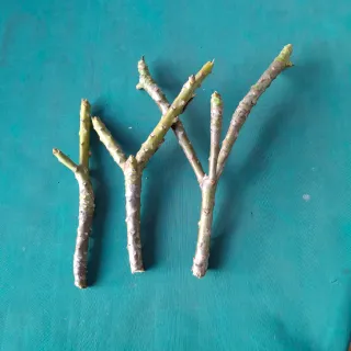 talea Dwarf Singapore pink