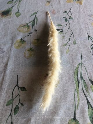 Piume decorative beige e marroni