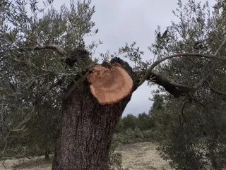 Si necesitas poda / tala / corta  para tus olivos,