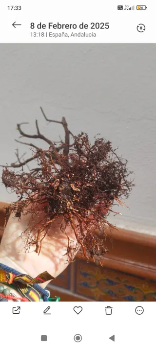 Bonsai Arce palmatum bonsai