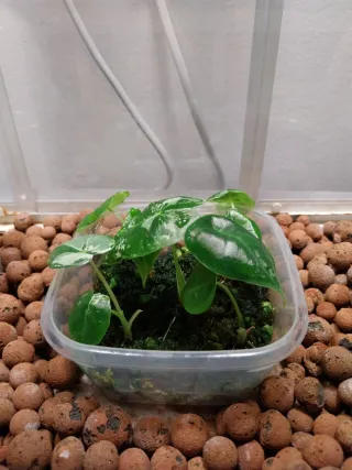 Alocasia Frydek Variegata