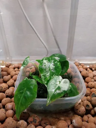 Alocasia Frydek Variegata