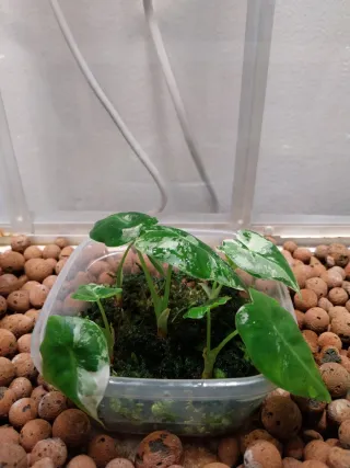 Alocasia Frydek Variegata