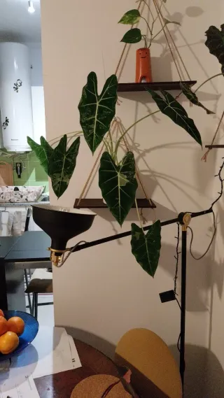 Alocasia Frydek Variegata