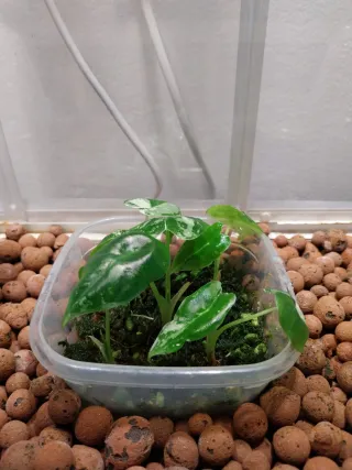 Alocasia Frydek Variegata