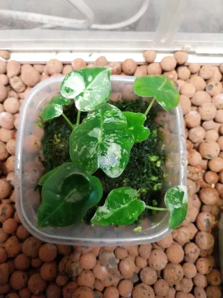 Alocasia Frydek Variegata