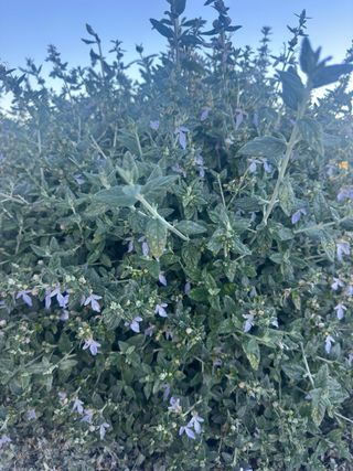 Planta Teucrium 8 Piezas