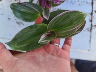 Planta Trandescantia variegada