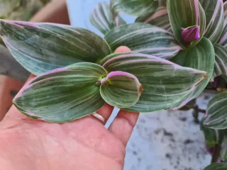 Planta Trandescantia variegada