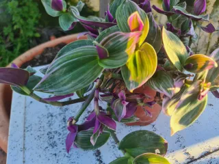 Planta Trandescantia variegada