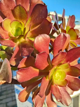 Planta suculenta Aeonium