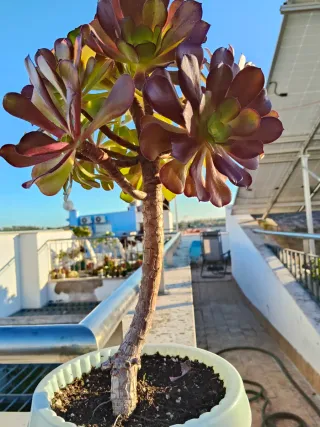Planta suculenta Aeonium