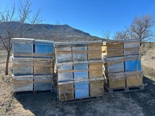 Colmenas con núcleo en palets