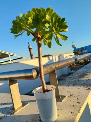 Planta suculenta Aeonium