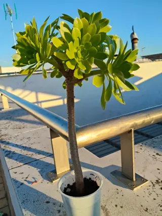 Planta suculenta Aeonium