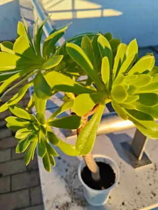 Planta suculenta Aeonium