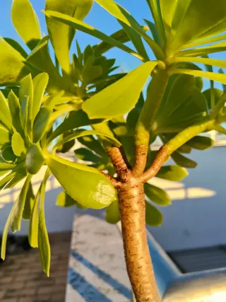 Planta suculenta Aeonium