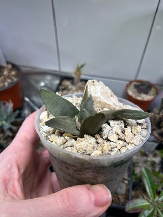 Cactus Ariocarpus retusus cv. Tama Botan