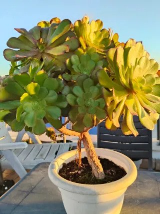 Planta suculenta en maceta