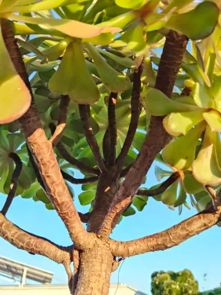 Planta suculenta en maceta