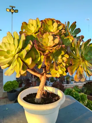 Planta suculenta en maceta