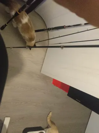 Daiwa Legalis Seabas Caña de Pescar