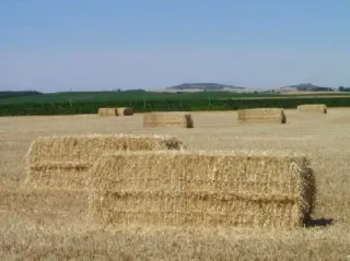 Fardos de forraje grandes