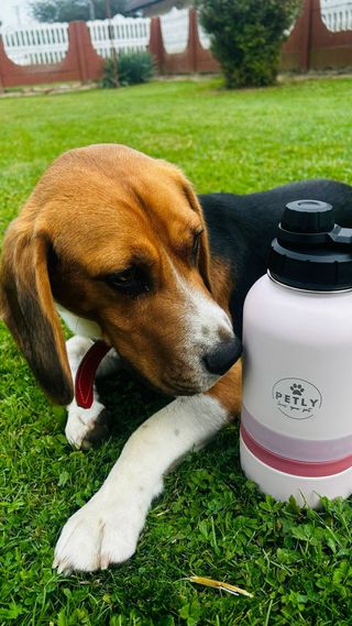 Borracce portatili per animali a doppio scomparto