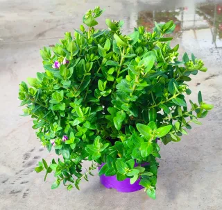 Polygala Myrtifolia x Oppositifolia ‘BibiPink’ Ø17