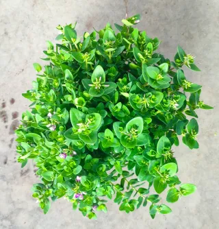 Polygala Myrtifolia x Oppositifolia ‘BibiPink’ Ø17