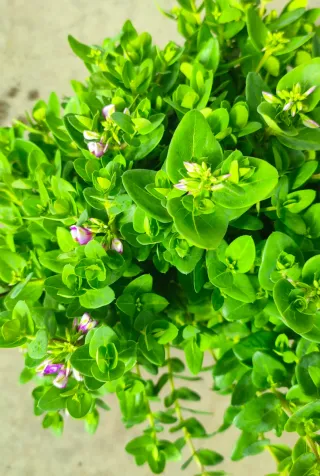 Polygala Myrtifolia x Oppositifolia ‘BibiPink’ Ø17