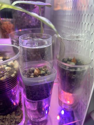 Alocasia Chantrieri Pink