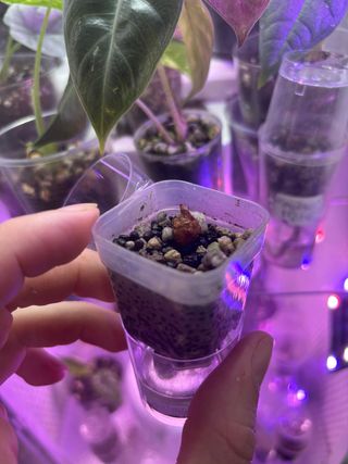 Alocasia Chantrieri Pink