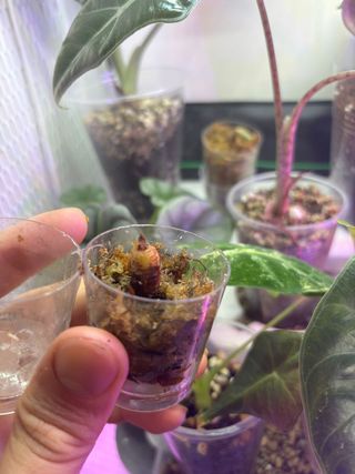 Alocasia Chantrieri Pink