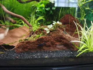 Acuario de 60 litros. Precio negociable