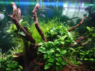 Acuario de 60 litros. Precio negociable