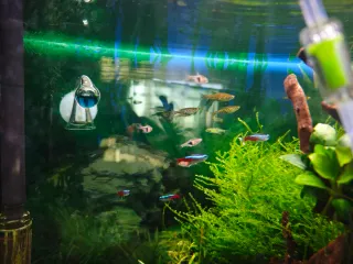 Acuario de 60 litros. Precio negociable