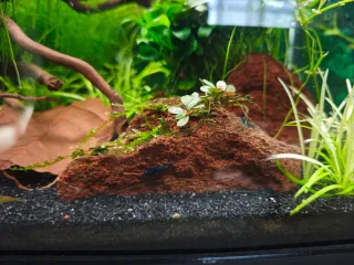Acuario de 60 litros. Precio negociable