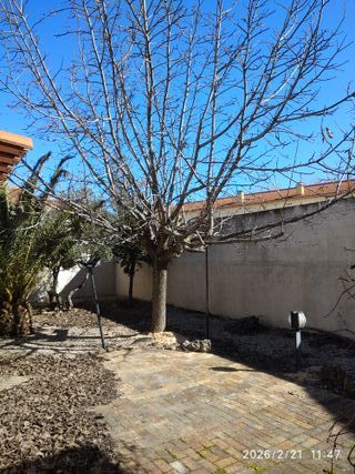 Regalo nogal a quien venga a podarlo