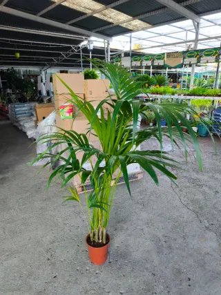 Planta de interior Areca